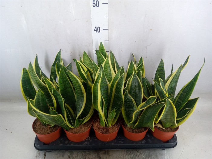 <h4>Sansevieria trifa. 'Futura Superba'</h4>