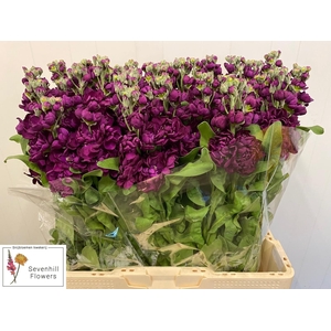 MATTH AIDA PURPLE