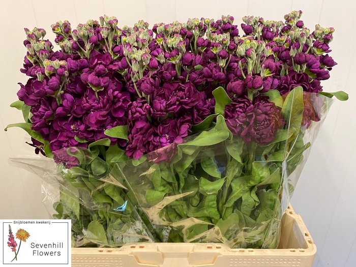 <h4>MATTH AIDA PURPLE</h4>