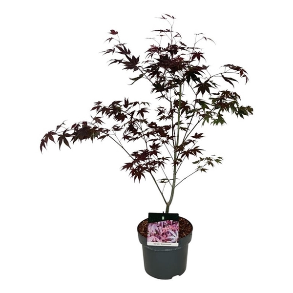 <h4>Acer pal. 'Atropurpureum'</h4>