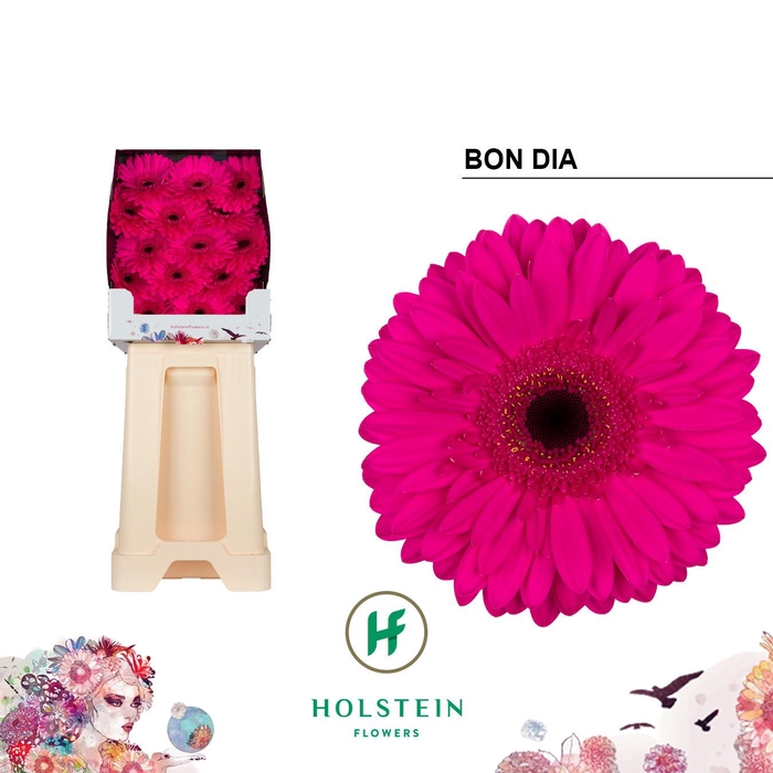 <h4>Ge Gr Bon Dia</h4>