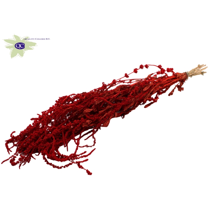 <h4>Hang Amaranthus ± 90cm p/bunch Red</h4>