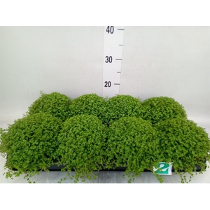 Soleirolia soleirolii   ...green
