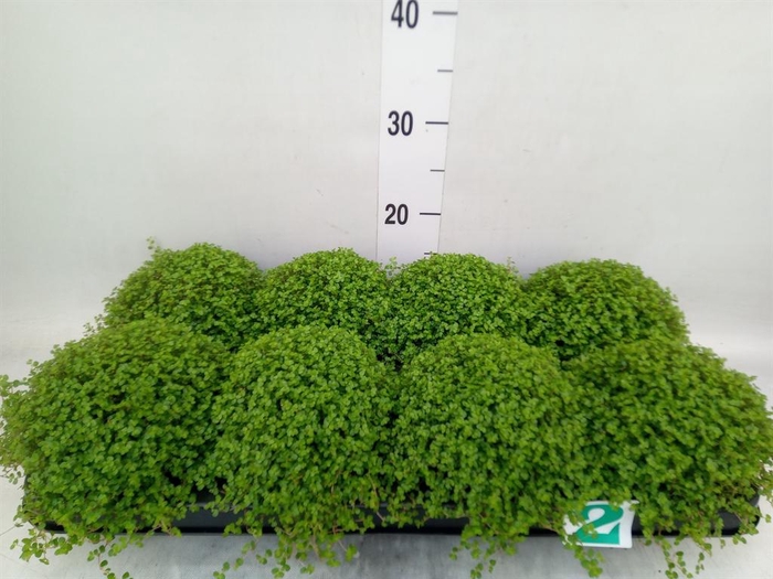 <h4>Soleirolia soleirolii   ...green</h4>