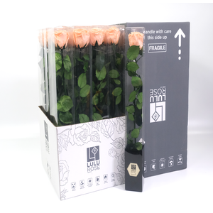 Rosa Preserved Stem 50cm Dazzling Orange