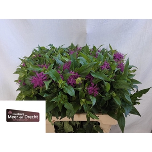 MONARDA OV