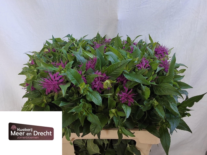 <h4>MONARDA OV</h4>