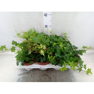 Hedera   ...green leafed