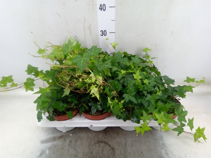 <h4>Hedera   ...green leafed</h4>