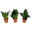SANSEVIERIA TRIFASCIATA p6