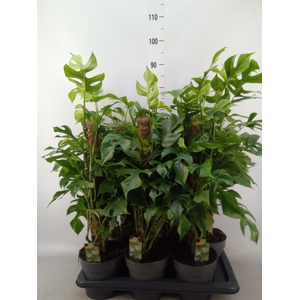 Philodendron   ...