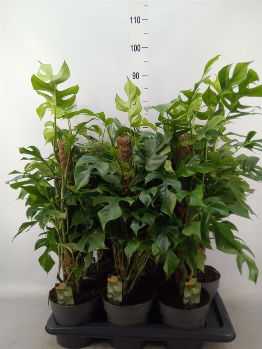 <h4>Philodendron   ...</h4>