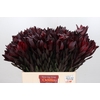 Leucadendron Saf Sunset Dark R.