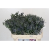 Eryngium Magical Blue Lagoon