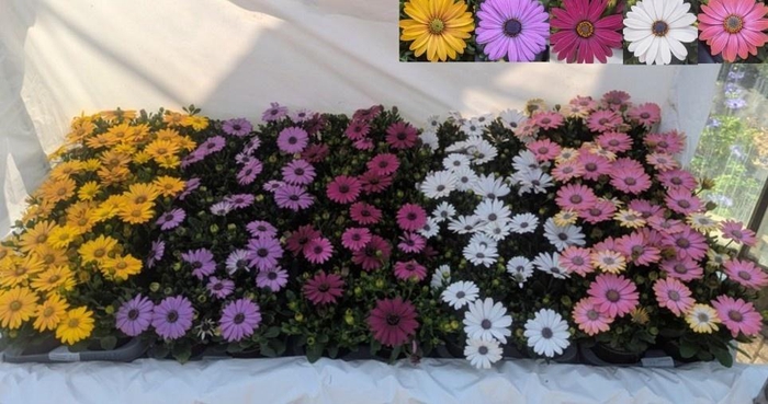 <h4>OSTEO MARGARITA GEM</h4>