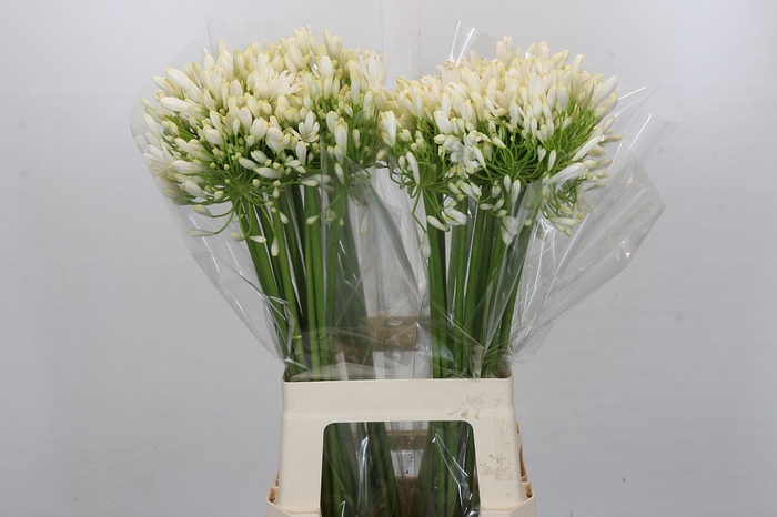 <h4>Agapanthus White Heaven</h4>