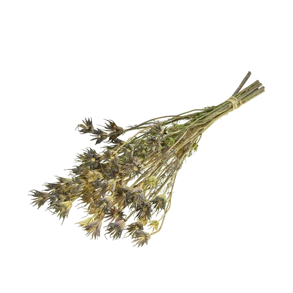 <h4>Nigella Orientalis 100gr Natural Green</h4>