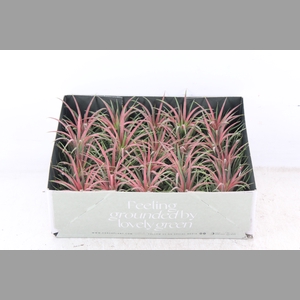 arr3 CP - Till. Ionantha rood x20