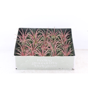 arr3 CP - Till. Ionantha rood x20