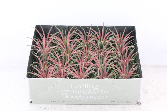<h4>arr3 CP - Till. Ionantha rood x20</h4>