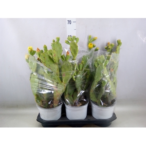 Opuntia