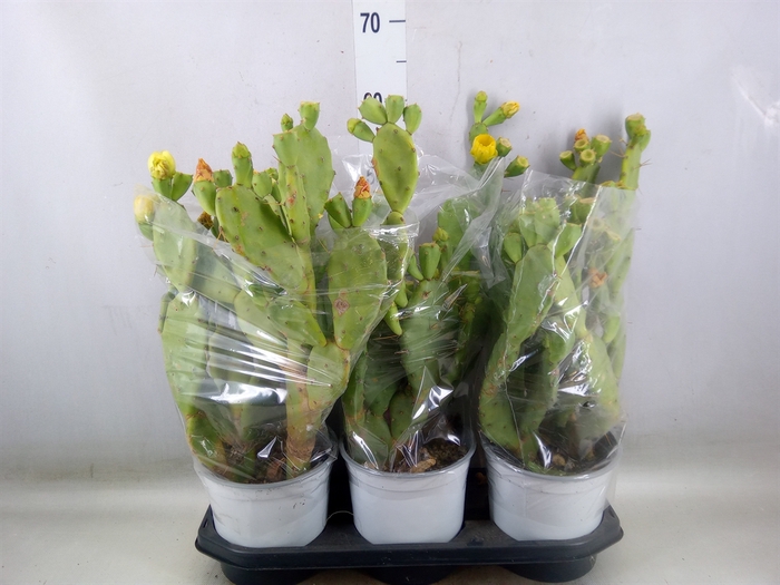 <h4>Opuntia</h4>