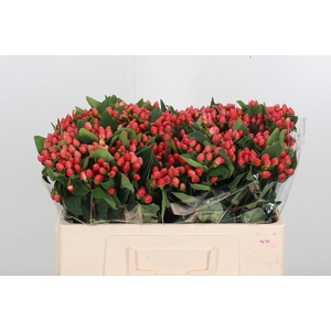 Hypericum Androsaemum