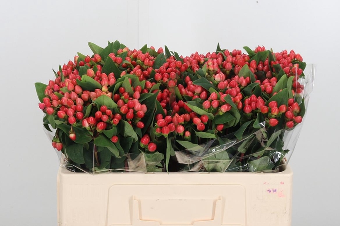 <h4>Hypericum Androsaemum</h4>