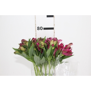 ALSTROEMERIA NAPOLI 080 CM