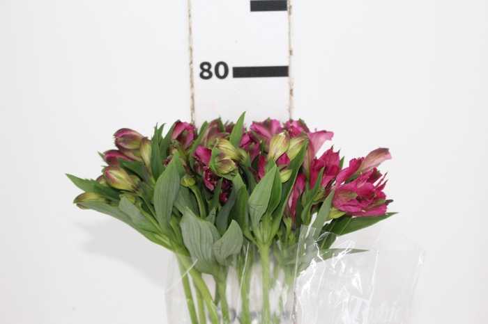 <h4>ALSTROEMERIA NAPOLI 080 CM</h4>