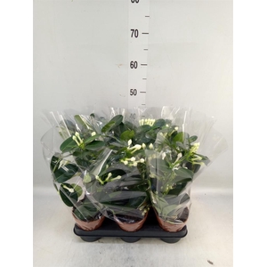 Stephanotis floribunda   ...