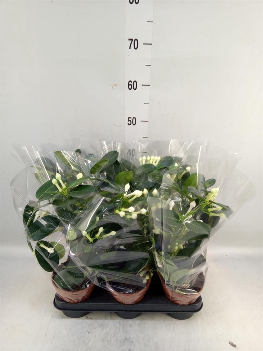 <h4>Stephanotis floribunda   ...</h4>