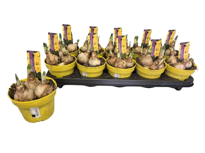 <h4>NARC T LUCKY NUMBER</h4>