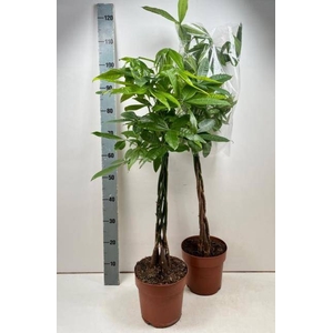 PACHIRA AQUATICA