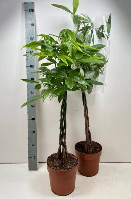 <h4>PACHIRA AQUATICA</h4>