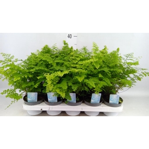 Adiantum raddi. 'Fritz-Luthi'