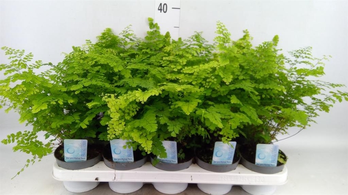 <h4>Adiantum raddi. 'Fritz-Luthi'</h4>