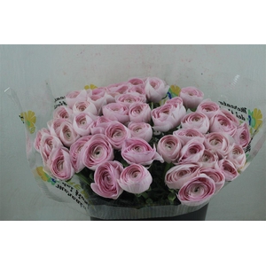 Ran Cloni Sup Lady Hanoi Pink