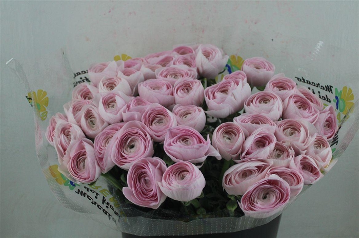 <h4>Ran Cloni Sup Lady Hanoi Pink</h4>