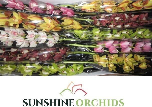 <h4>CYMB MI GEM</h4>