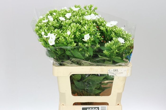 <h4>Phlox P Whitecap</h4>