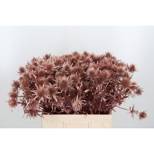 Eryn Supernova Kl Bh Rose Goud