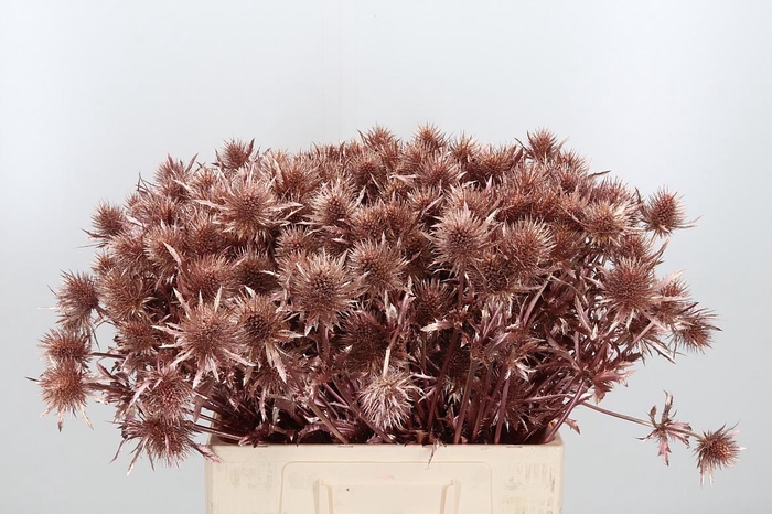 <h4>Eryn Supernova Kl Bh Rose Goud</h4>