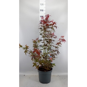 Acer palmatum 'Atropurpureum'