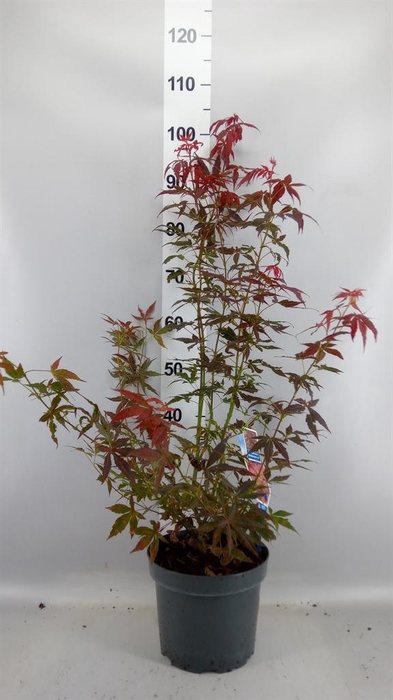 <h4>Acer palmatum 'Atropurpureum'</h4>