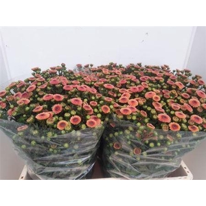 Chr S Calimero Apric