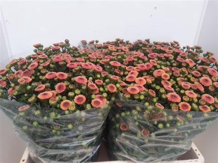 <h4>Chr S Calimero Apric</h4>