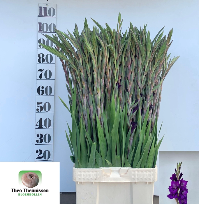 <h4>GLAD GR PURPLE FLORA</h4>