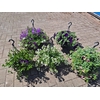 Hangpotten 23cm diverse soorten mixlaag