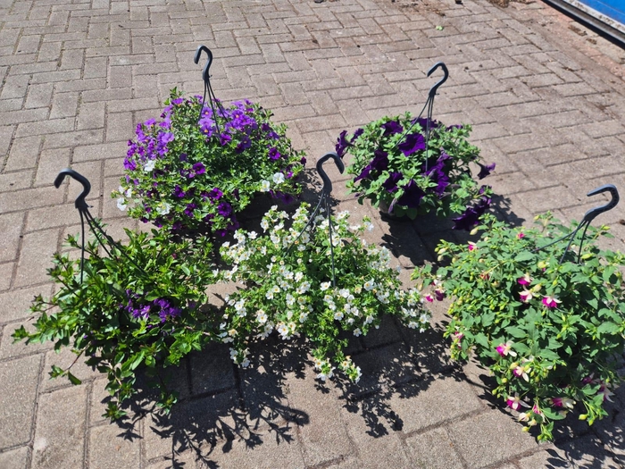 Hangpotten 23cm diverse soorten mixlaag